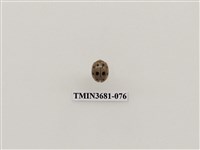 藏品(十星偽瓢螢金花蟲)的圖片